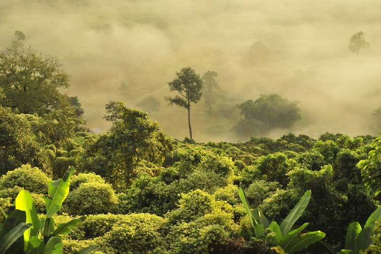 boudewijn-huysmans-Thailande-unsplash Forêts en Thaïlande