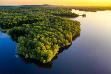 Forêts amazoniennes