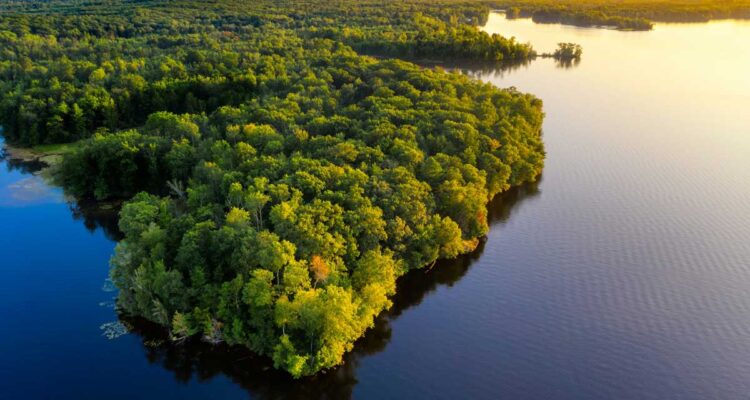 Forêts amazoniennes