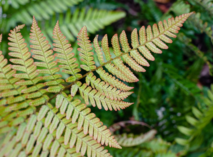 Dryopteris erythorosora - Annetka ©Annetka