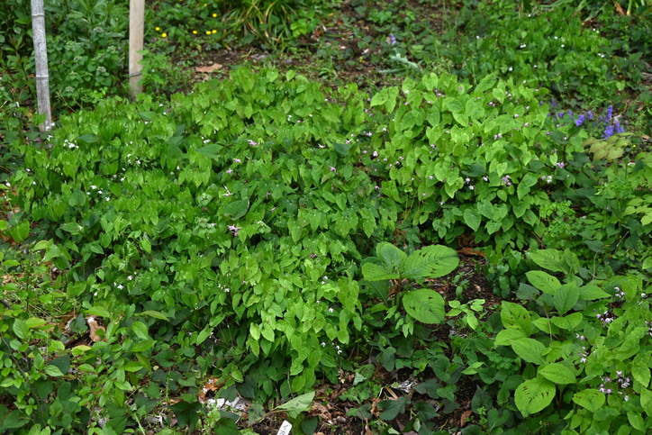 epimedium - undefined undefined ©undefined undefined