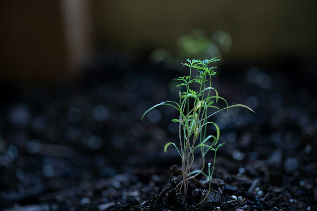 erda-estremera-aneth-unsplash Aneth