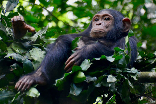 fabiana-rizzi-ok-unsplash Singe Chimpanzé