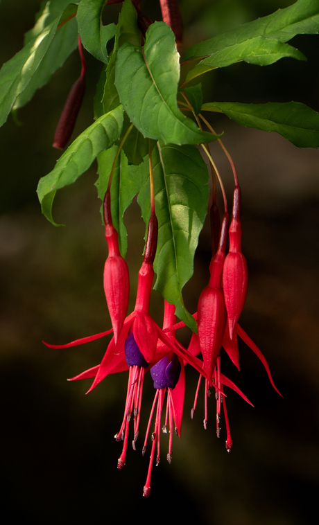 Fuchsia magellanica - Diane Smook F. magellica ©Diane Smook