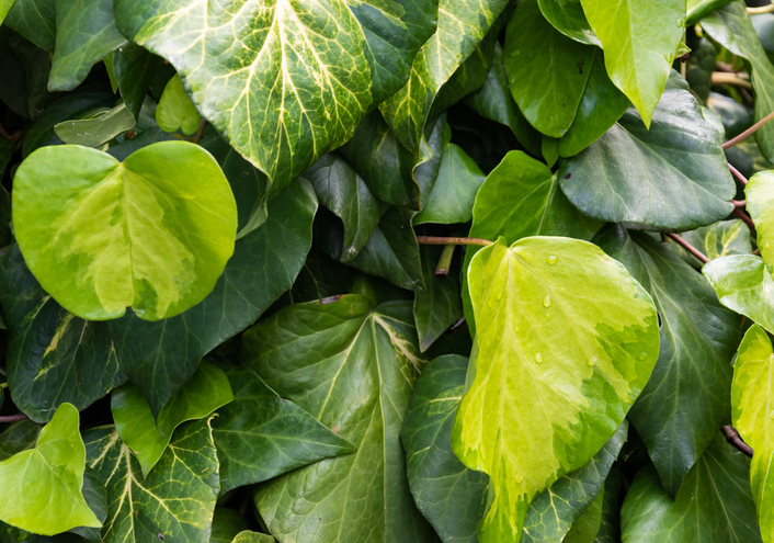 Hedera Sulphur Heart - wektorygrafika 'Sulphur Heart' ©wektorygrafika