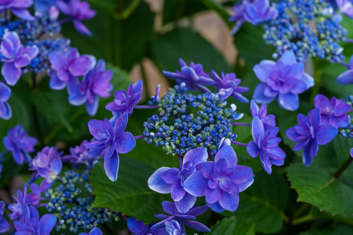 hortensia serrata - hiro2832 ©Hiro2832