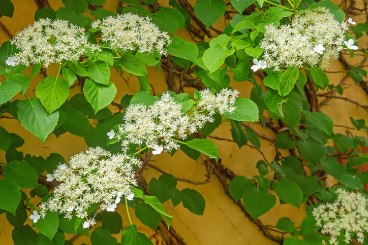 Hydrangea petiolaris - Elisabeth Schittenhelm iStock-2215756148 ©Elisabeth Schittenhelm