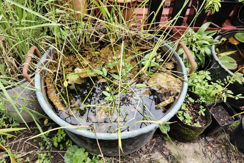IMG_bassines-20260515_152059 Bassine dans un jardin