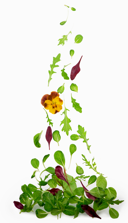 mesclun - aprilphoto ©aprilphoto