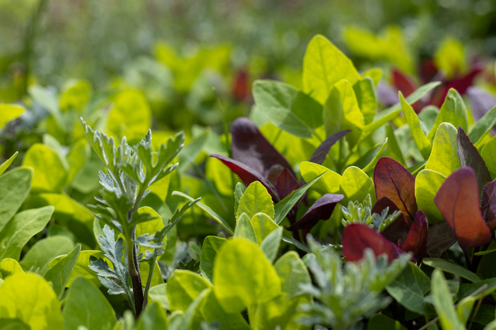 Mesclun - ArtSvitlyna ©ArtSvitlyna