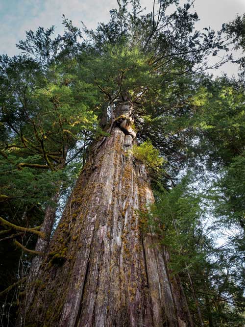 nathan-karsgaard-sequoia-unsplash Séquoïa en forêt primaire