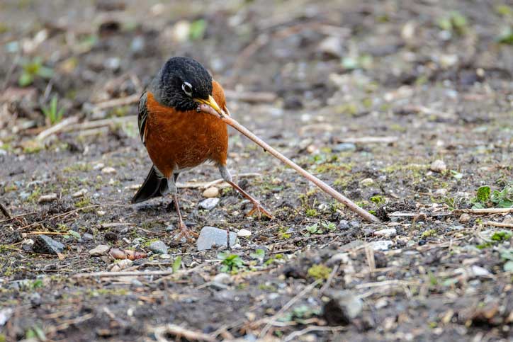 Oiseau-et-ver-Devonyu-iStock-2252467805 repas d'un oiseau : vers de terre