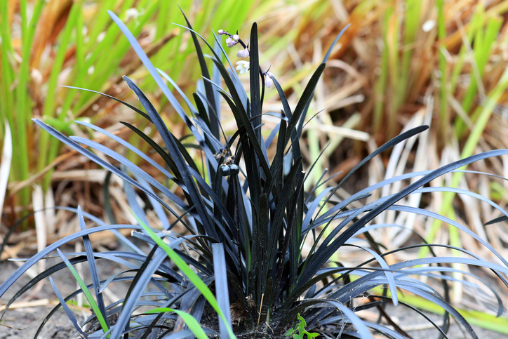 Ophiopogon Nigrescens - dmf87 ©dmf87