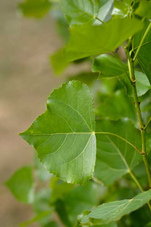 Peuplier-de-Lombardie---Feuilles-nahhan-iStock-1407102390 Peuplier de Lombardie : feuilles