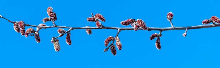 Peuplier-inflorescences-Ihor-Batishchev-iStock-2264233852 Peuplier : inflorescences