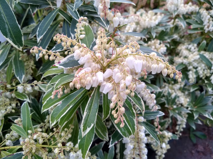 pieris japonica - John Caley ©John Caley
