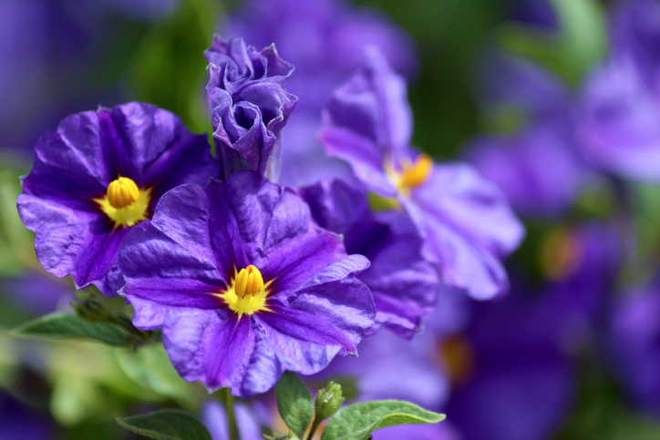 Solanum rantonnetii - Lycianthes rantonnetii - ptxgarfield ©ptxgarfield