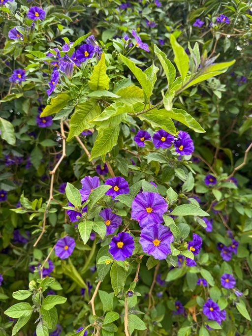 Solanum rantonnetii - vphotographyND jpg Blue Potato Bush (Solanum rantonnetii) with Vibrant Purple Flowers in Full Bloom