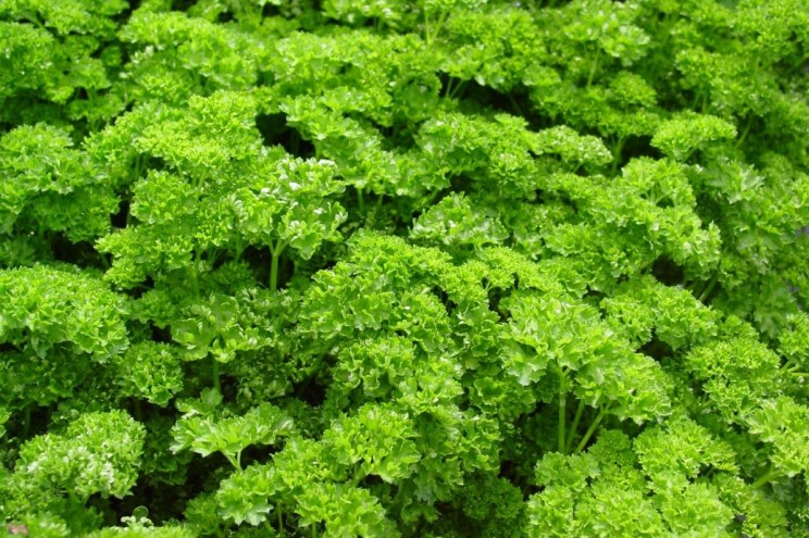 Plantes indéfrisables : persil