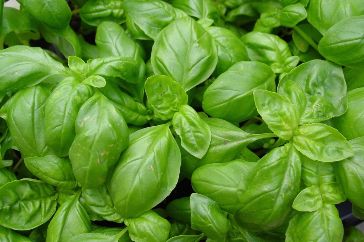 basilic-grand-vert ©Jardiland