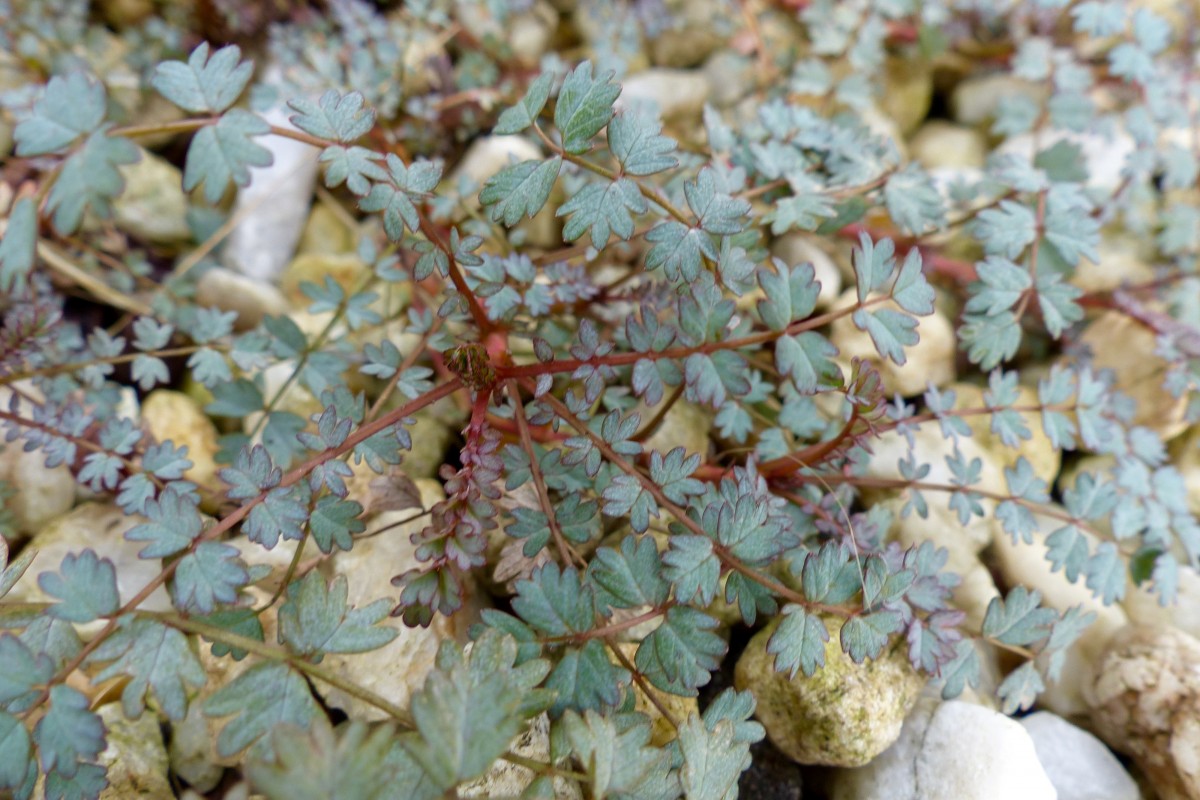 Acaena saccaticupula ‘Blue Haze’ (11) Acaena saccaticupula