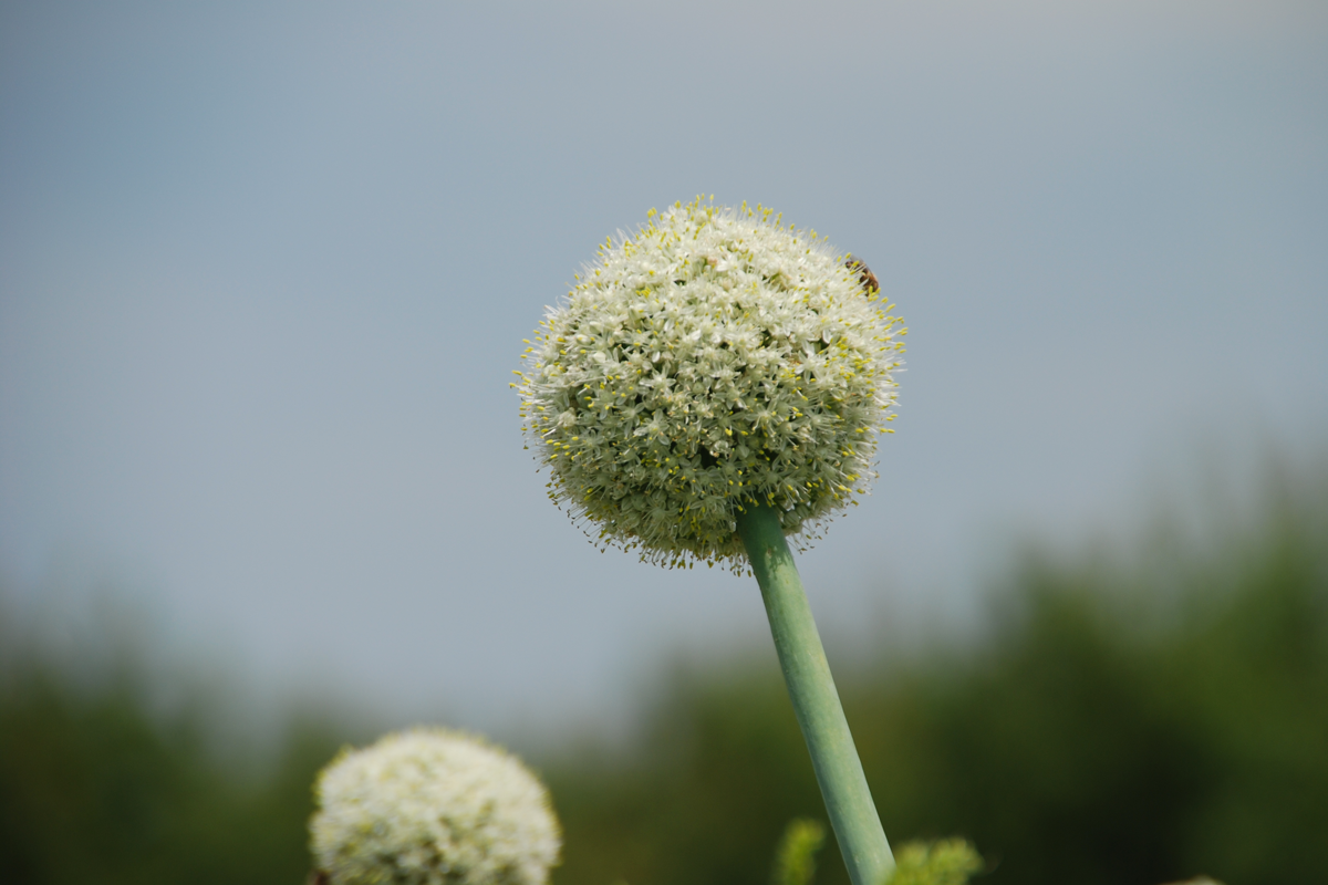 Fleur d'ail Fleur de l'ail