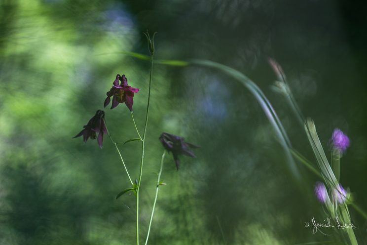 Aquilegia atrata -Ancolie noiratre©Yannick Lenoir