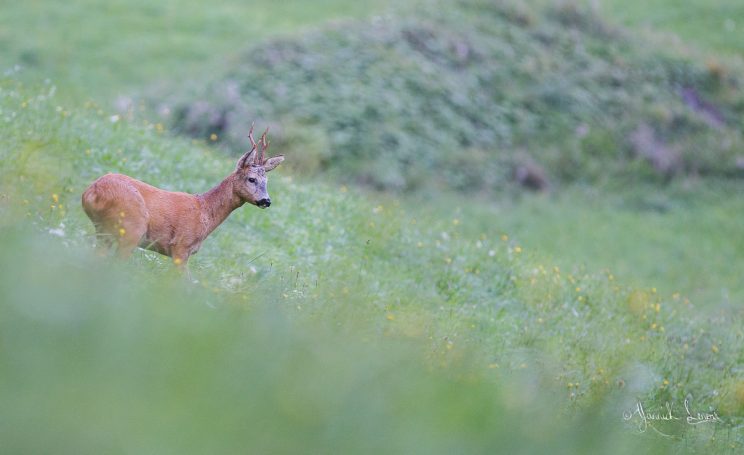 Brocard©Yannick Lenoir
