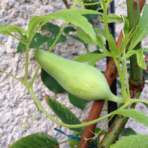 Cyclanthere, Cyclanthera pedata Cyclanthere