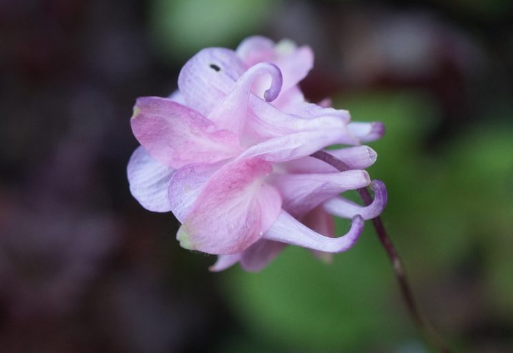 Ancolie - Aquilegia