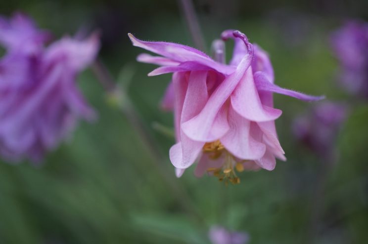 Ancolie - Aquilegia