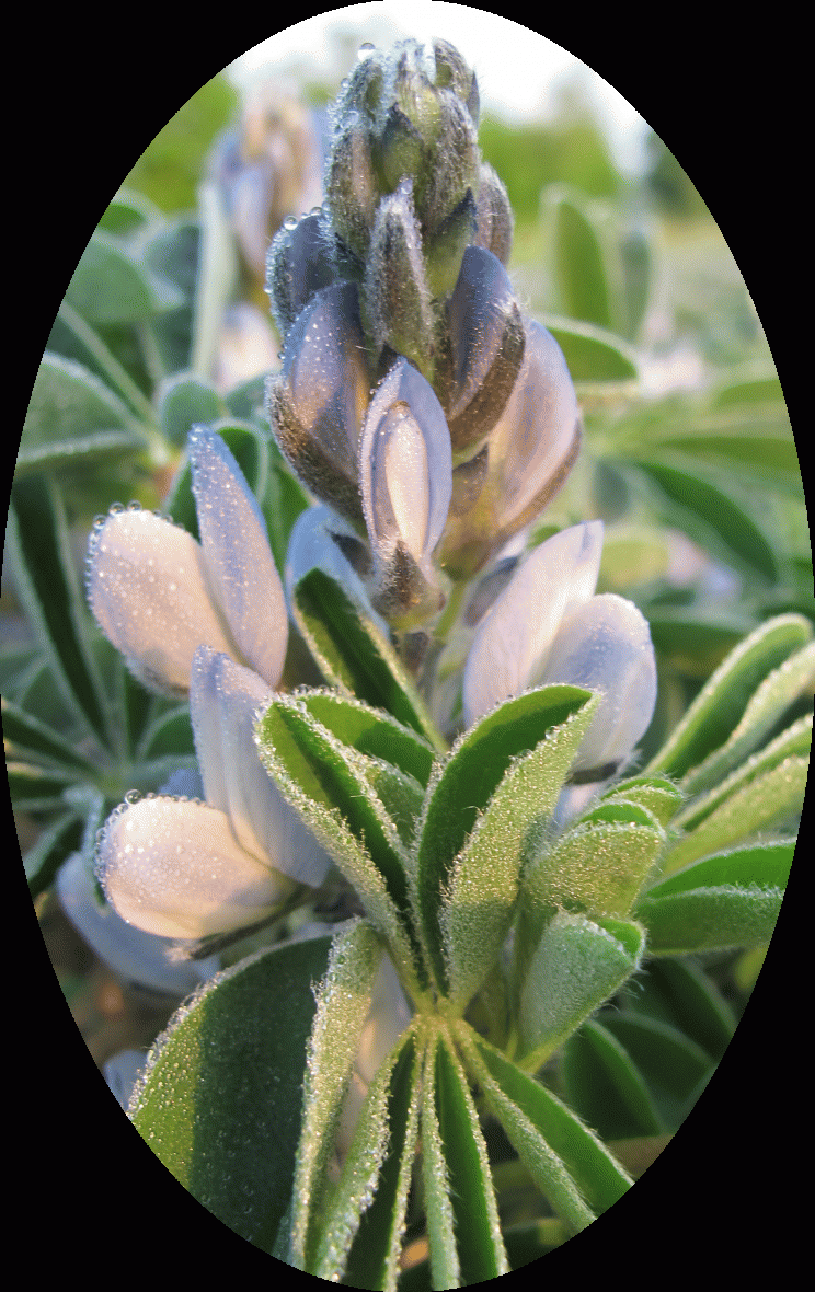 Lupin, Lupinus albus