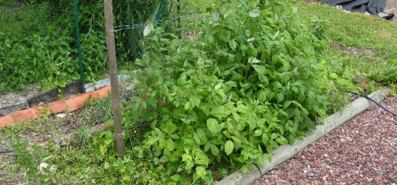 Framboisier-remontant