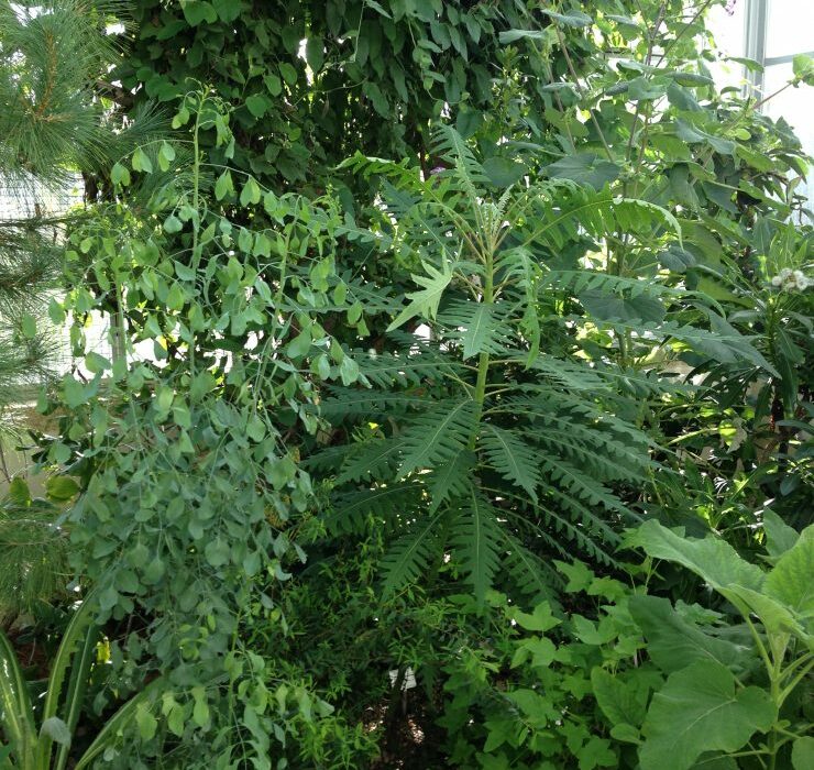 Flore des Canaries Flore des Canaries