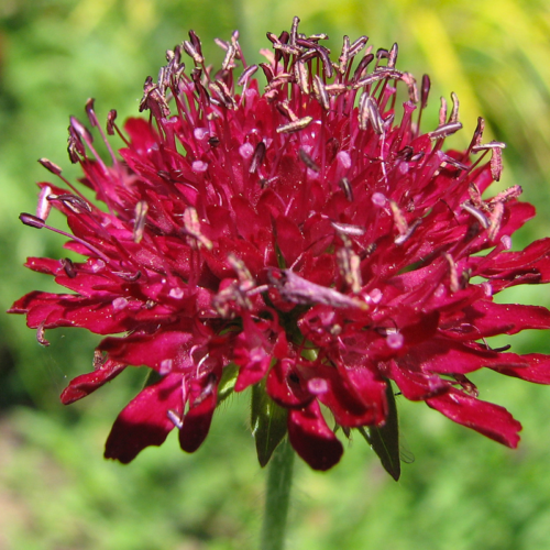 Knautia_macedonica Knautia_macedonica pou petite scabieuse
