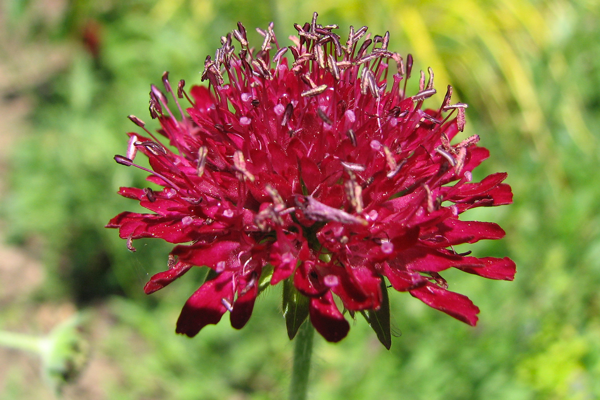Knautia_macedonica pou petite scabieuse