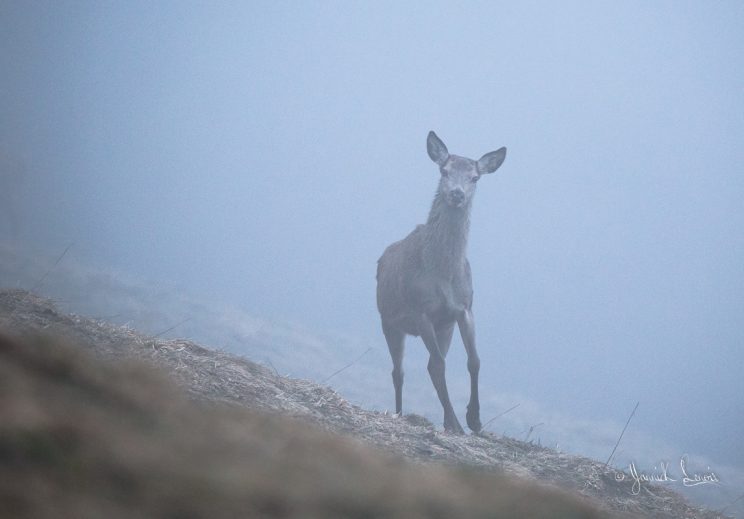 Ma biche...©Yannick Lenoir