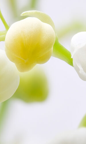 Muguet ©Didier Hirsch