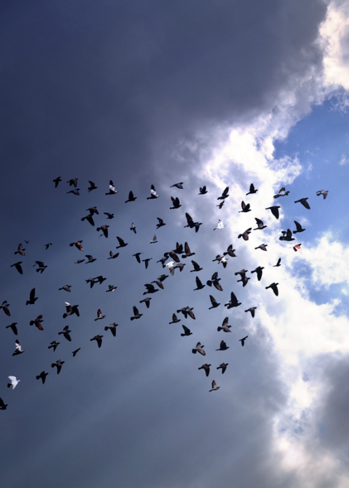 Oiseaux-vol-lekstuntkite SCIENCES PARTICIPATIVES