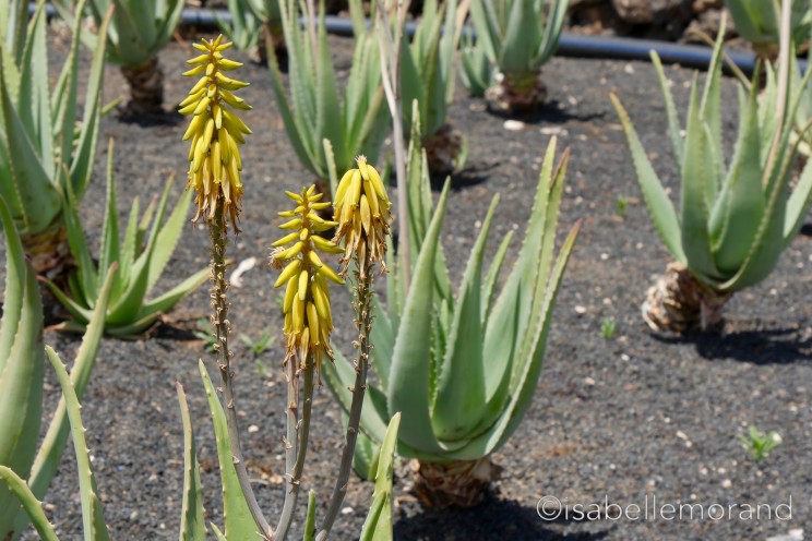 Aloe vera lanzarote. Lanzaloe