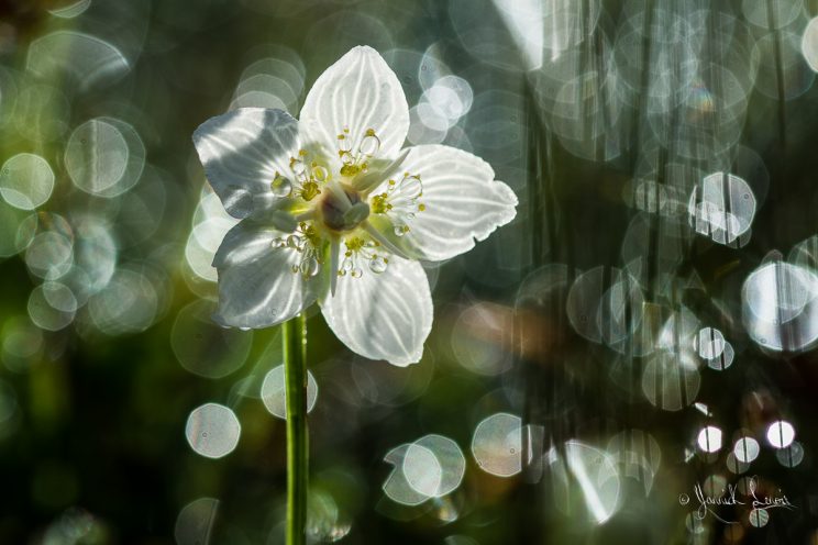 Parnassia palustris. ©Yannick Lenoir