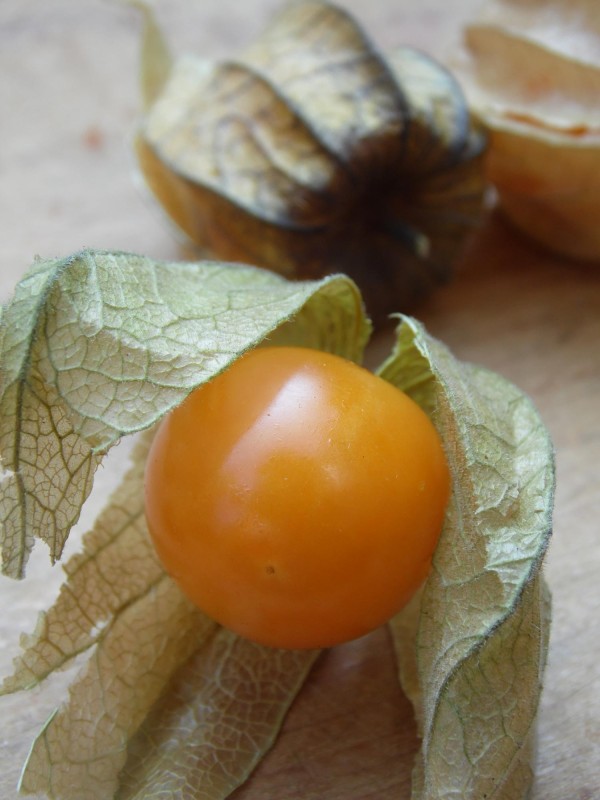 Physalis ©Fabrice Chollet