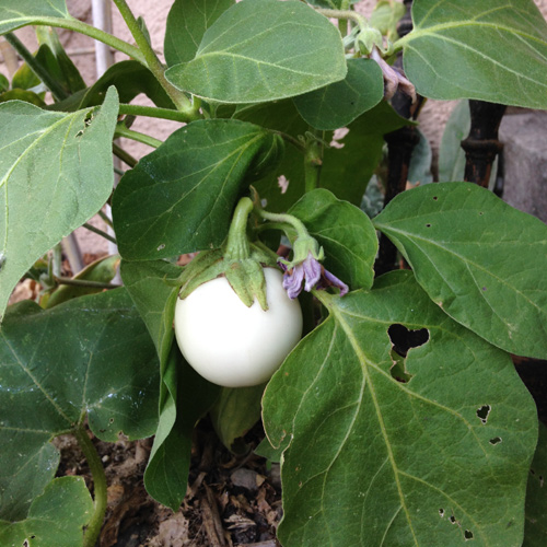 Plante_a_oeuf Plante à œuf