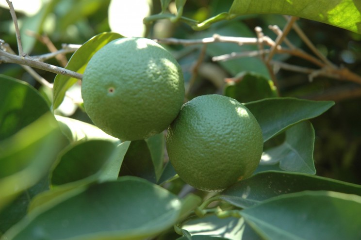 Citrons sur citronnier
