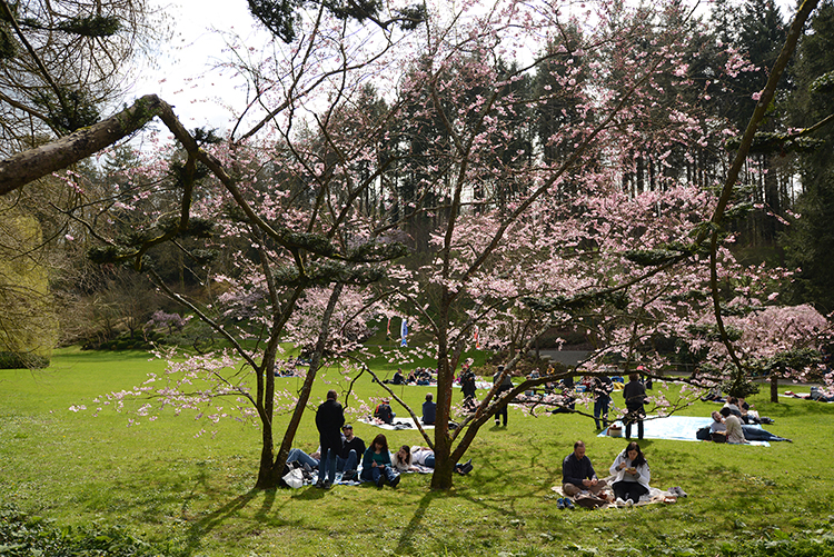 Parc oriental de Maulévrier : Hanami Parc oriental de Maulévrier : Hanami
