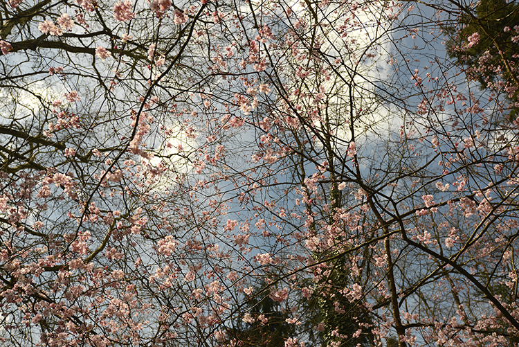 Parc oriental de Maulévrier : Hanami Parc oriental de Maulévrier : Hanami