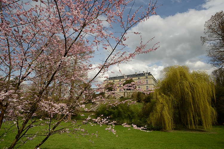 Parc oriental de Maulévrier : Hanami Parc oriental de Maulévrier : Hanami