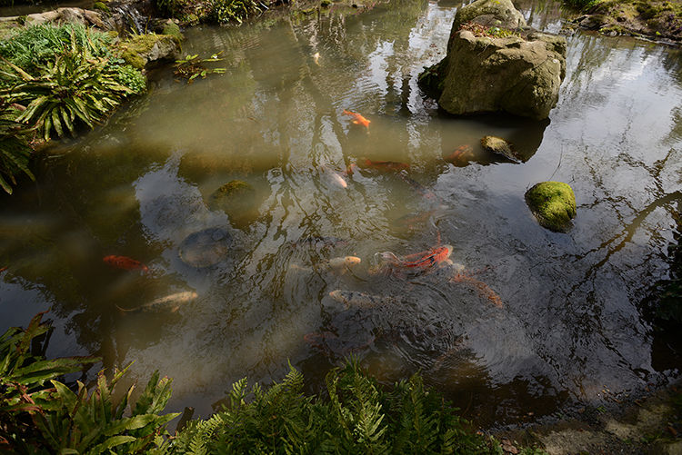Parc oriental de Maulévrier : Hanami Parc oriental de Maulévrier : Hanami