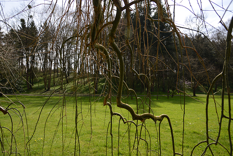 Parc oriental de Maulévrier : Hanami Parc oriental de Maulévrier : Hanami