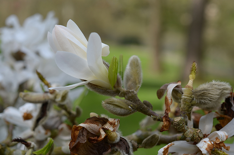 Parc oriental de Maulévrier : Hanami Parc oriental de Maulévrier : Hanami